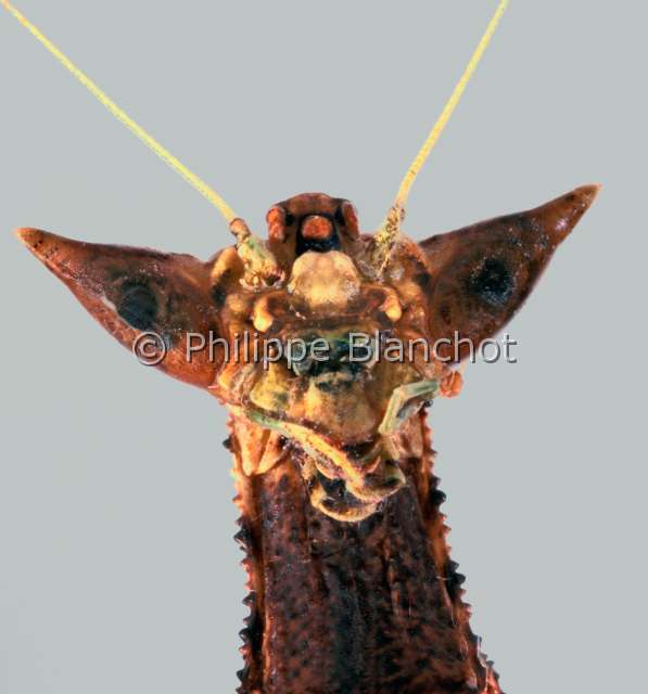 Toxodera beieri.JPG - Toxodera beieri (Portrait)MantePraying mantisDictyopteraToxoderidaeJava